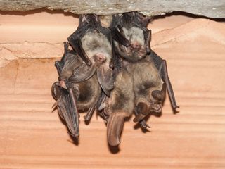 bats inc