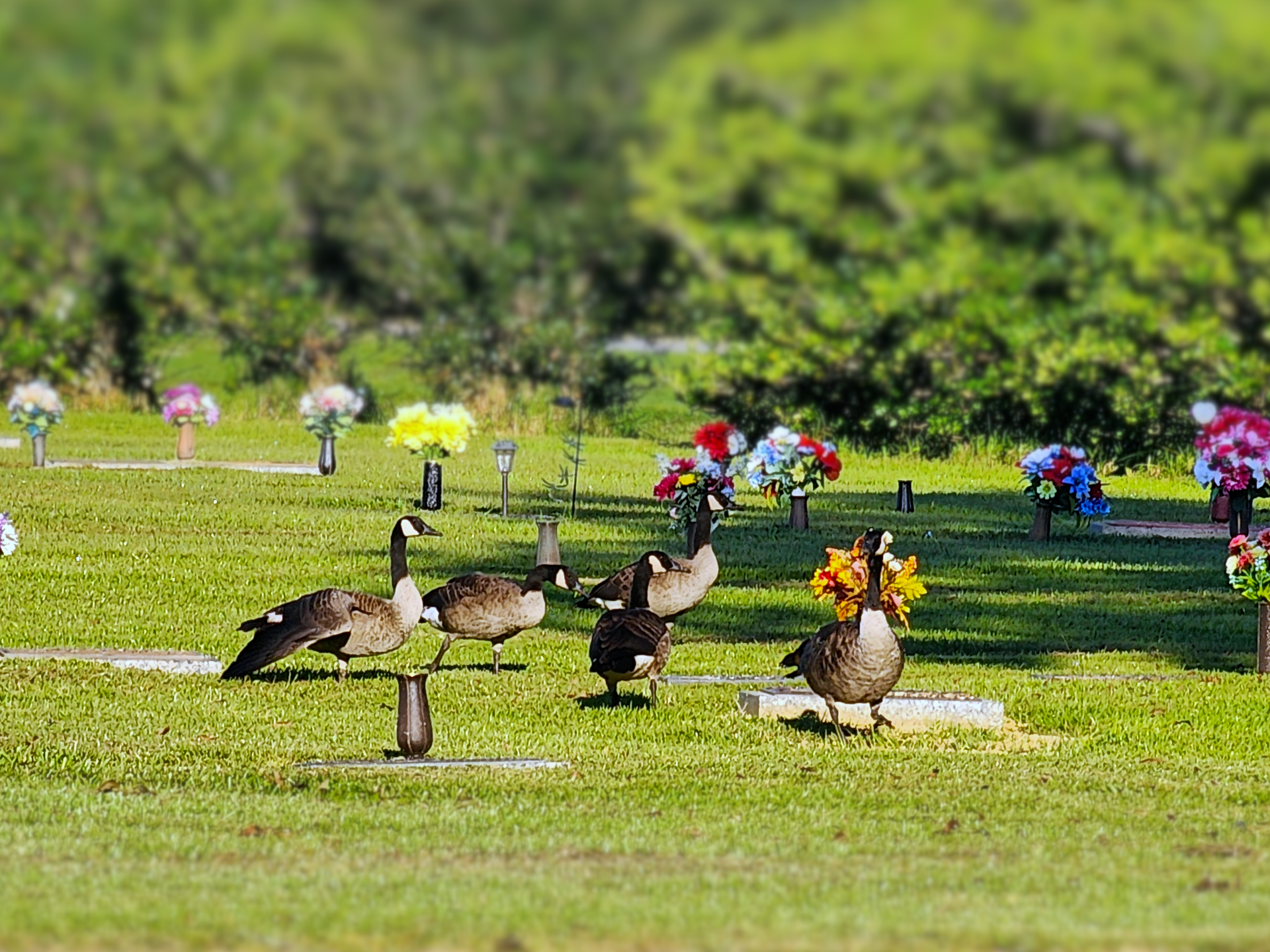 Canada Geese are migratory birds that visit Serene Memorial Gardens every year. 