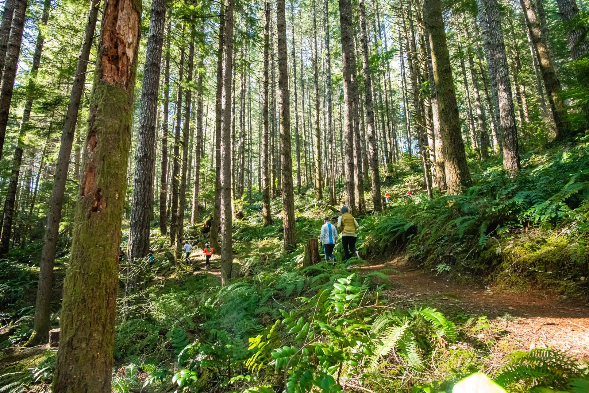 Two people are walking down a path in the woods.