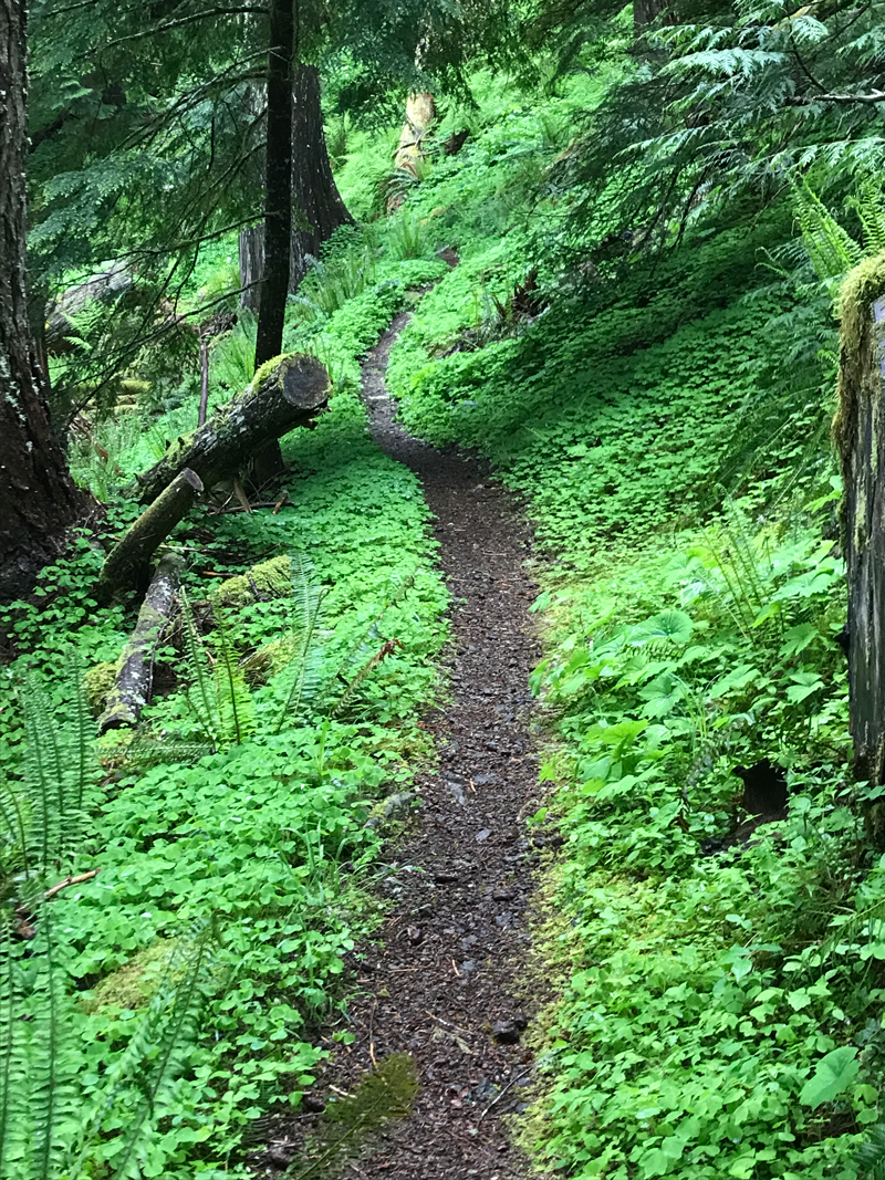 A dirt path going through a lush green forest.