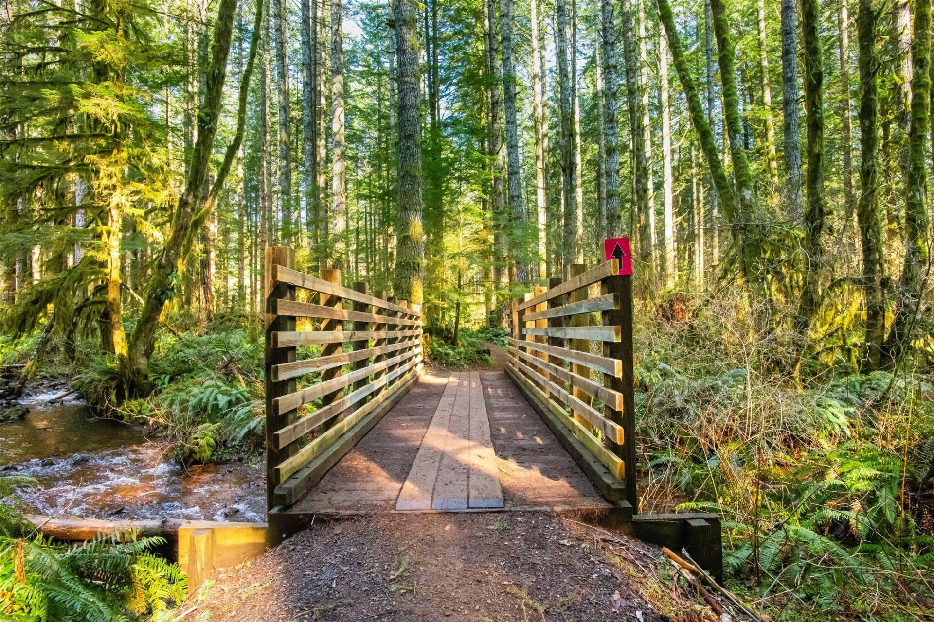 A wooden bridge over a stream in the middle of a forest.