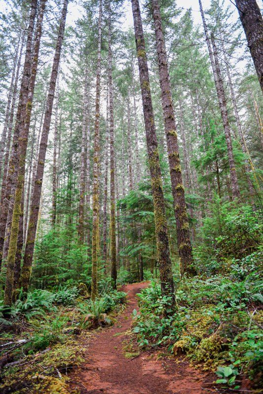 A dirt path in the middle of a forest surrounded by tall trees.