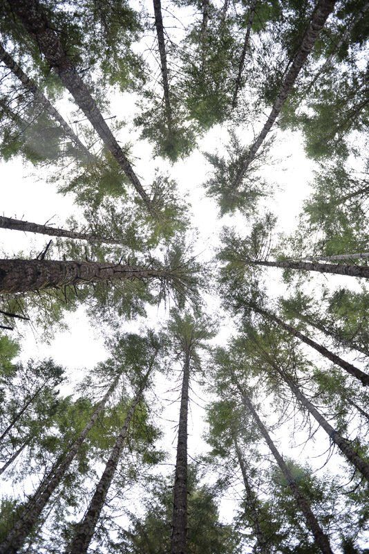 Looking up at the trees in a forest.