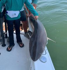 A woman is kneeling on a boat holding a large shark.