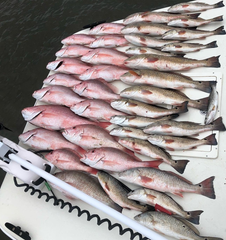 A bunch of fish sitting on top of a boat