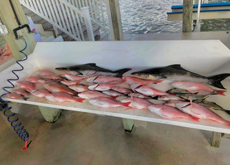 A bunch of fish are sitting on top of a table.