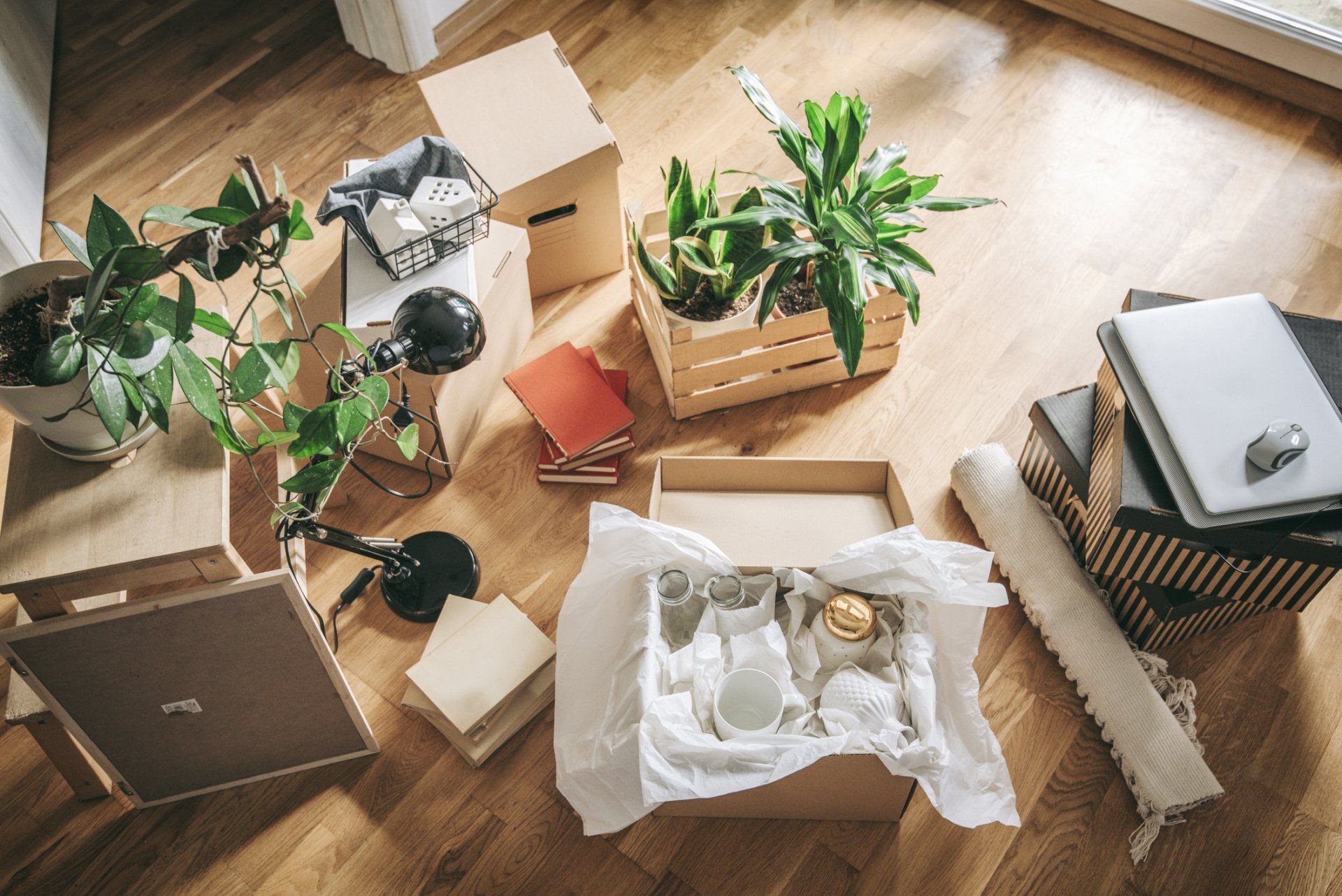 Plants With Cardboard Boxes — Albuquerque, NM — K & J'Z Moving Services