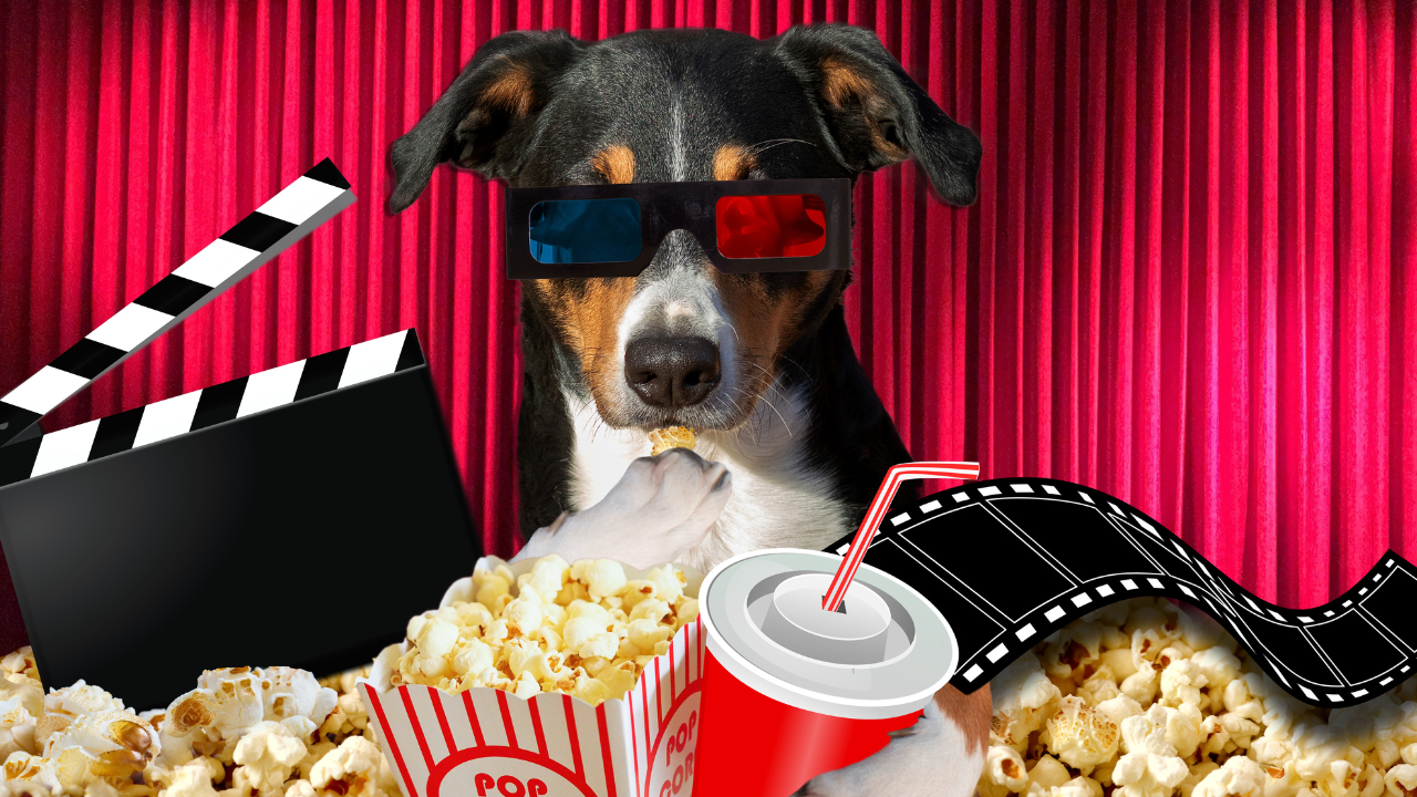 Pet-Friendly Movie Nights: Including Furry Friends in Your Cinema Experience