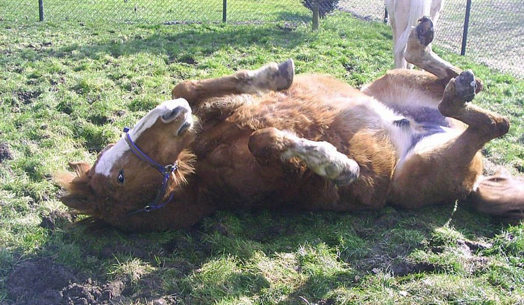 Ontspannen paard