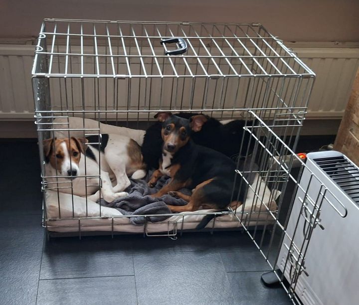 Vinny, Rockey en Shadow