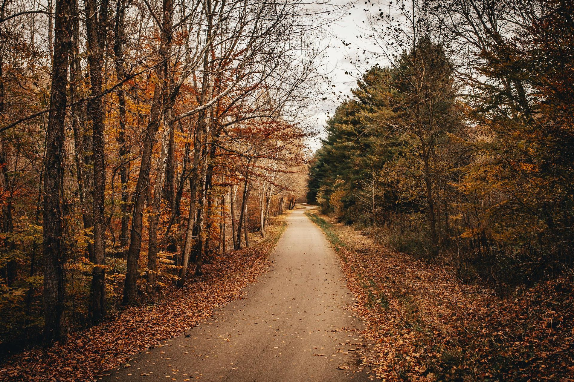 A paved path winds through an autumn forest filled with golden and brown trees and fallen leaves.