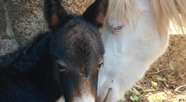 2015 Foal Crop