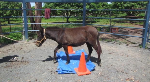 June Horsemanship Clinic