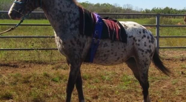 Horses in Work
