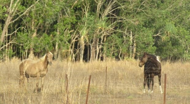 Breeding Season 2021