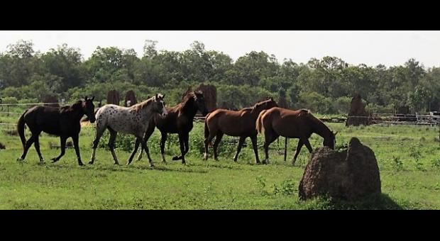 Horses in Training