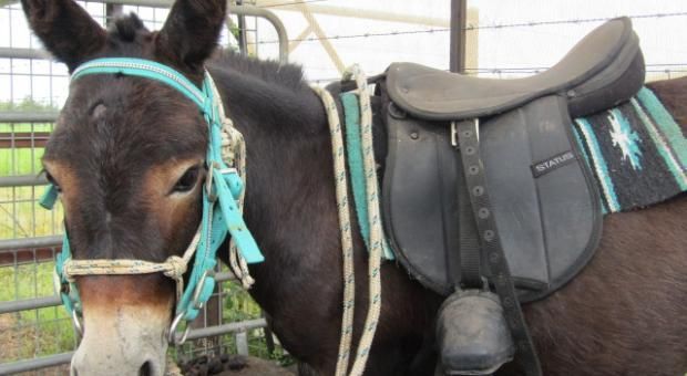 6 Things To Know When Buying A Mule