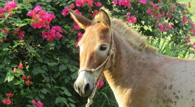 Updated Version of Mule Training Book now Available