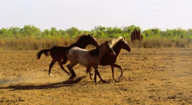 24/25 Foaling Season