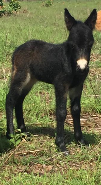 Foaling Season Has Started for 2022