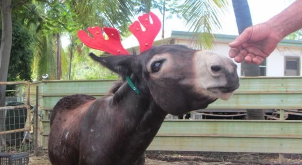 Merry Christmas and Happy New Year