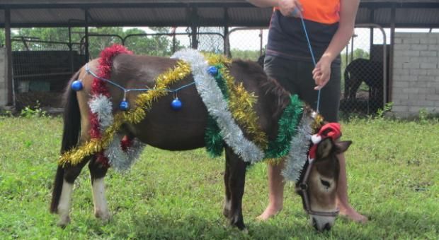 MERRY CHRISTMAS AND HAPPY NEW YEAR!!!!
