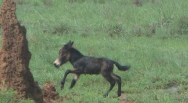 Baby Mini Mules!