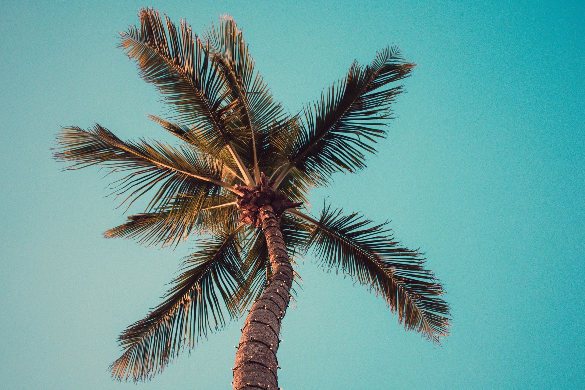 Looking up at a palm tree against a blue sky.