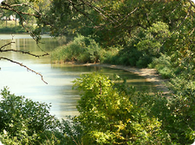 A large body of water surrounded by trees and bushes