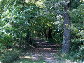 A path in the middle of a forest surrounded by trees