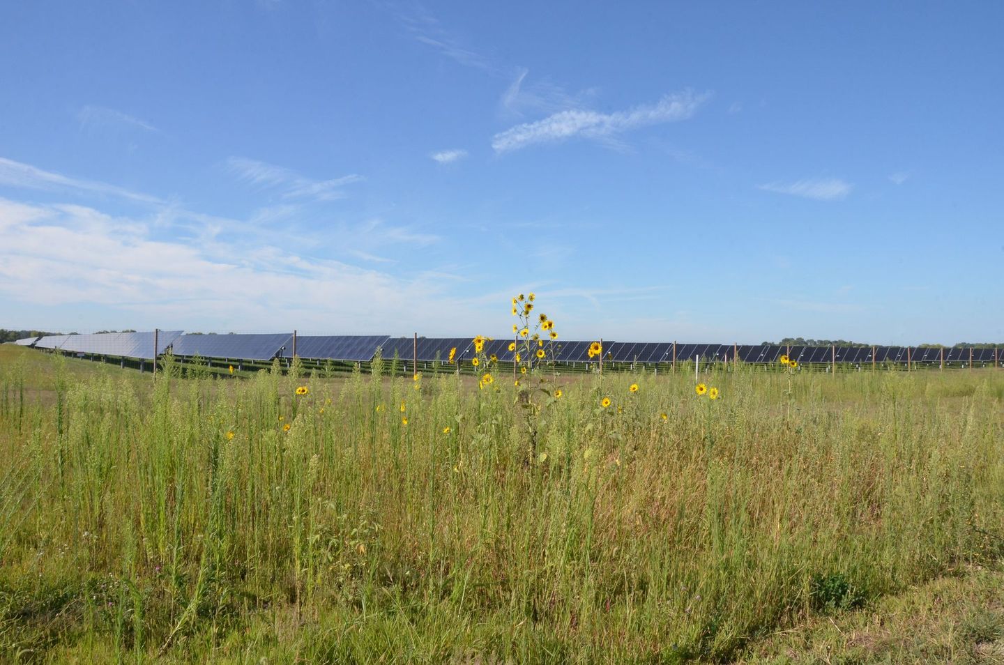 A man is standing in a field of solar panels.