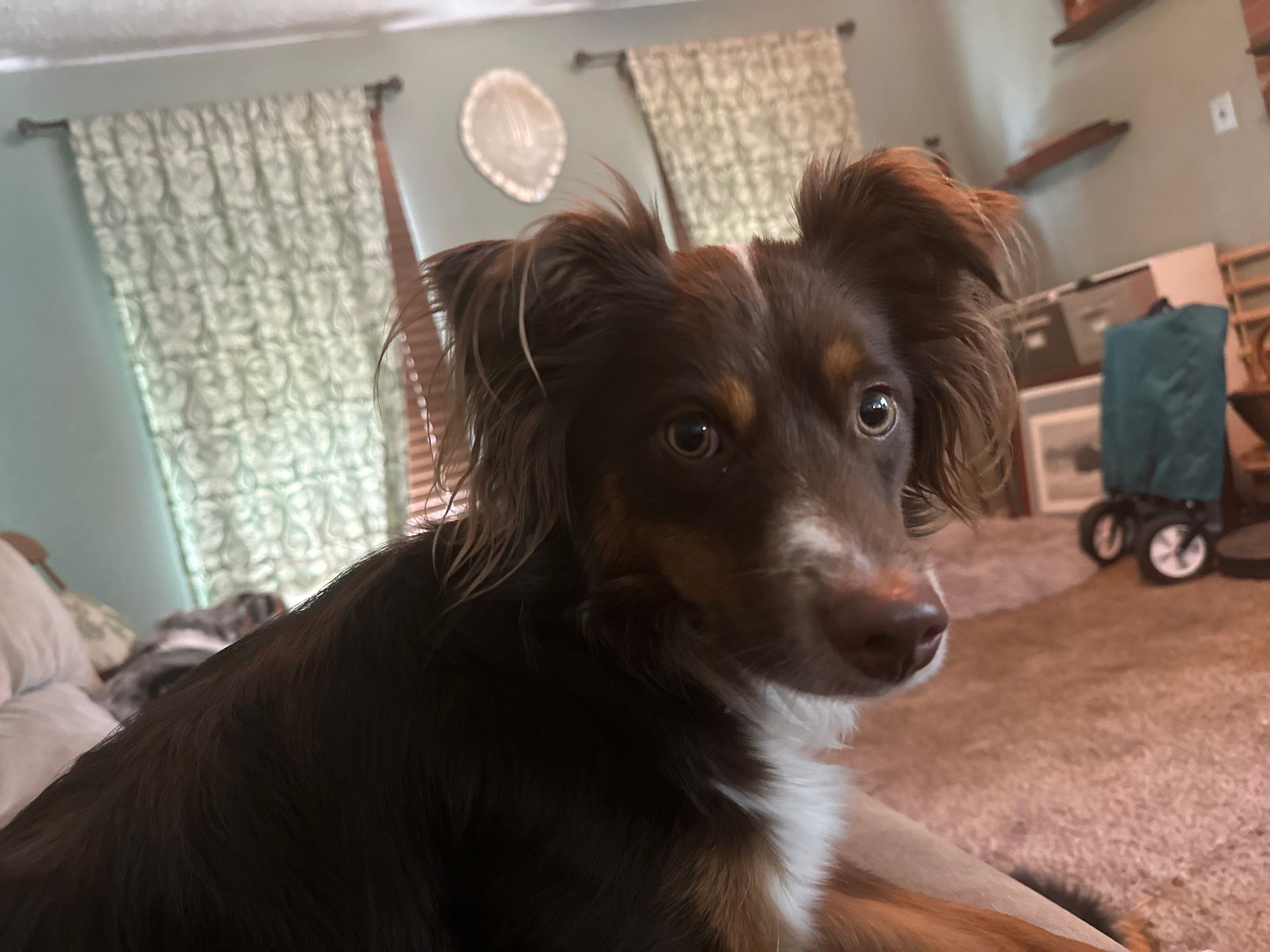 red tri miniature American shepherd face