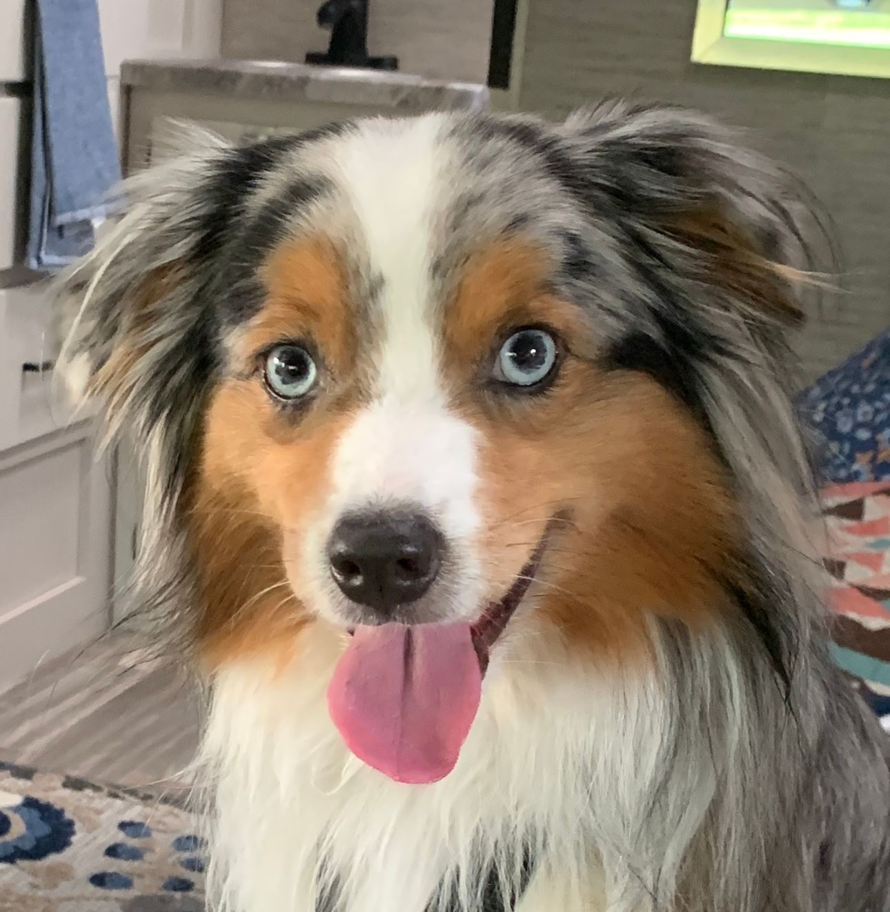 blue Merle Australian shepherd face