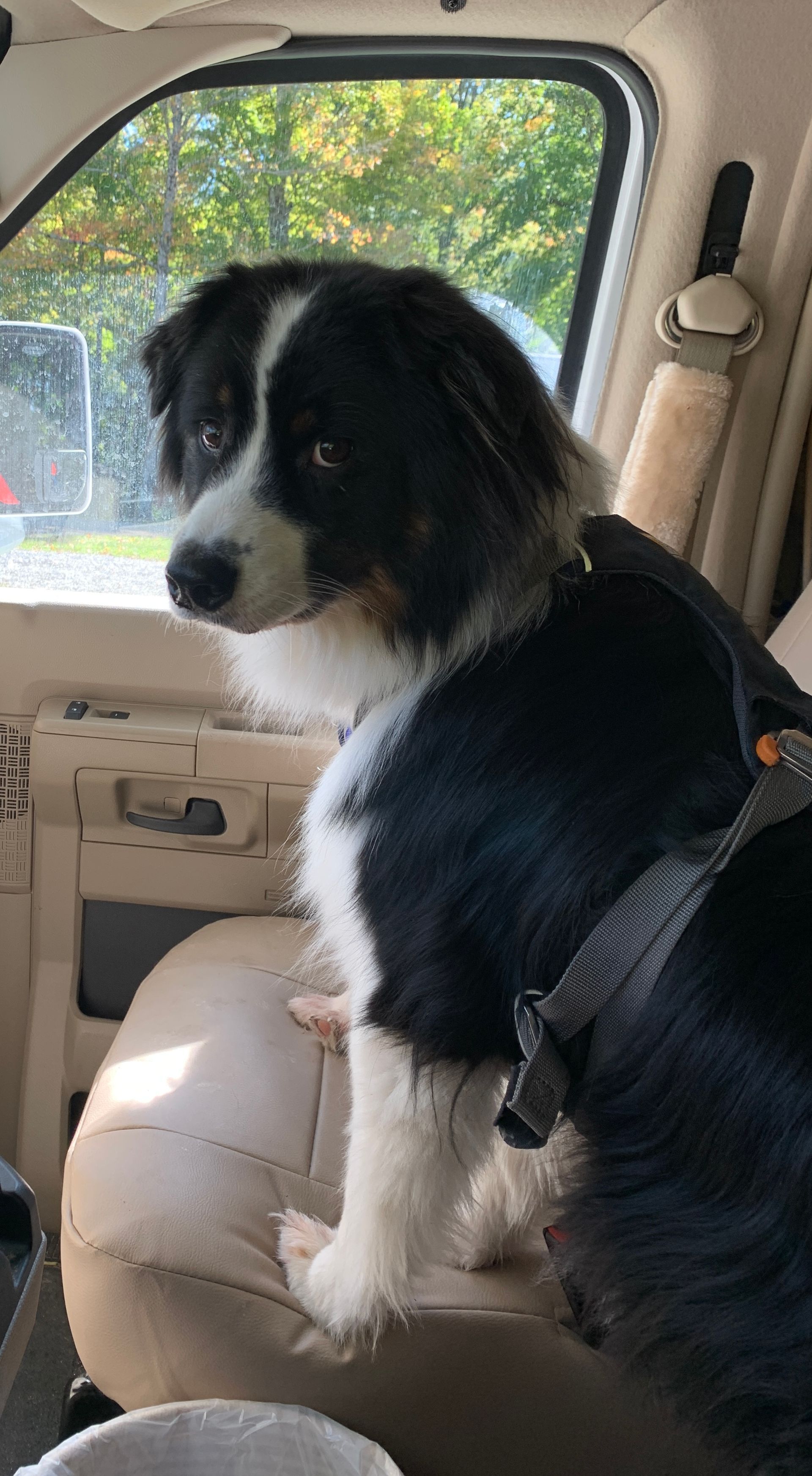 black tri Australian shepherd dog sitting in car