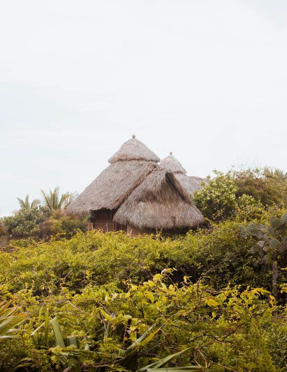 Thatched huts among dense green vegetation under a pale sky
