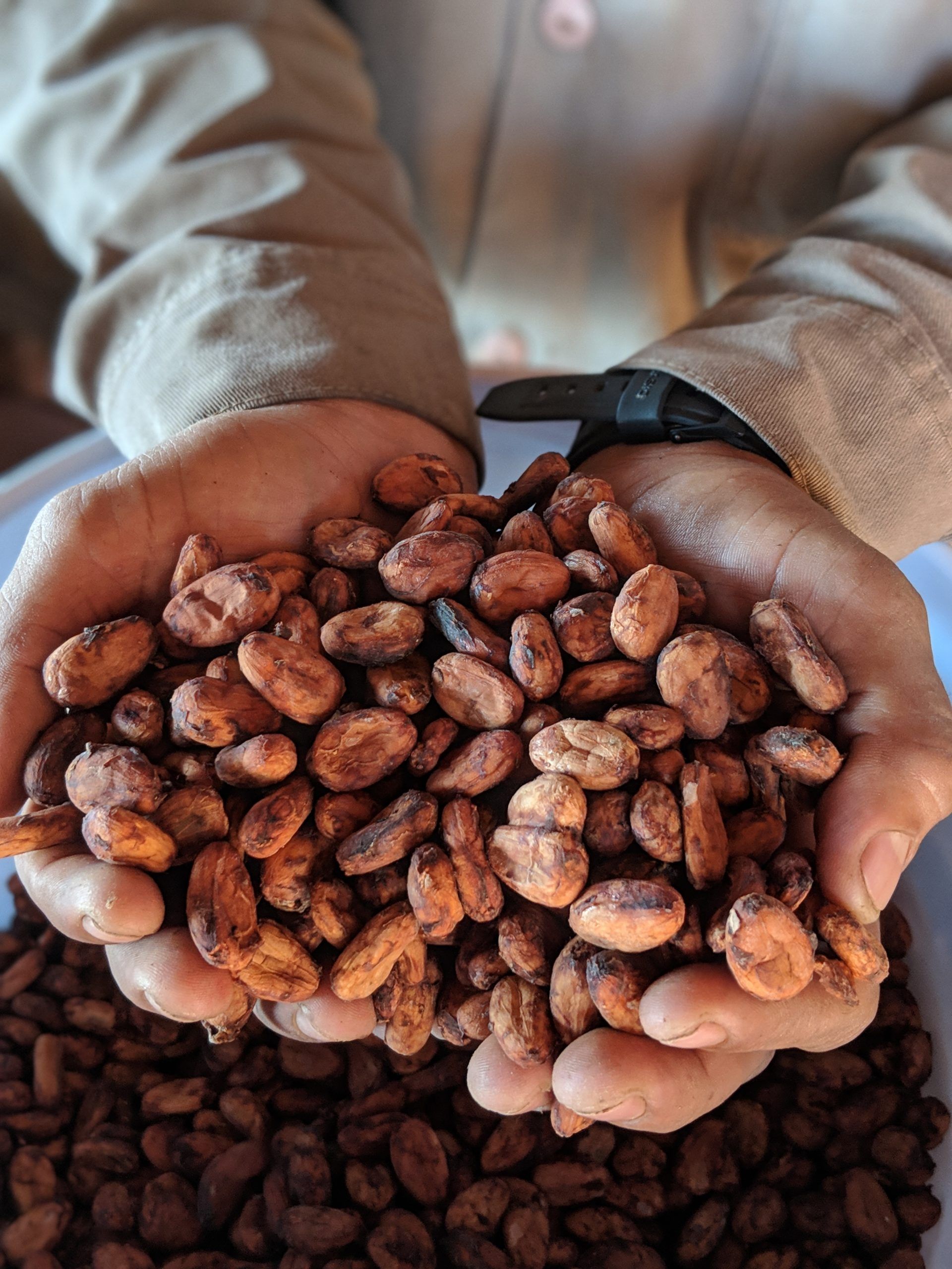 A person is holding a pile of cocoa beans in their hands.