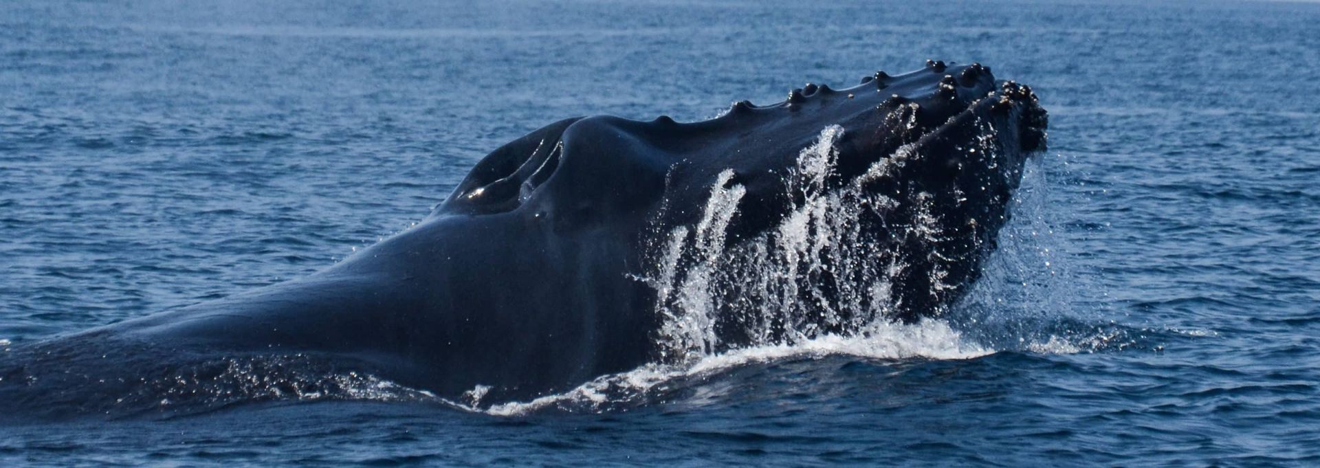 A humpback whale is swimming in the ocean with its mouth open.