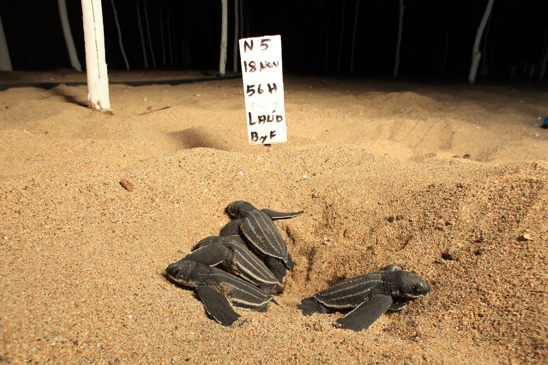 A group of sea turtles are laying in the sand near a sign that says n5