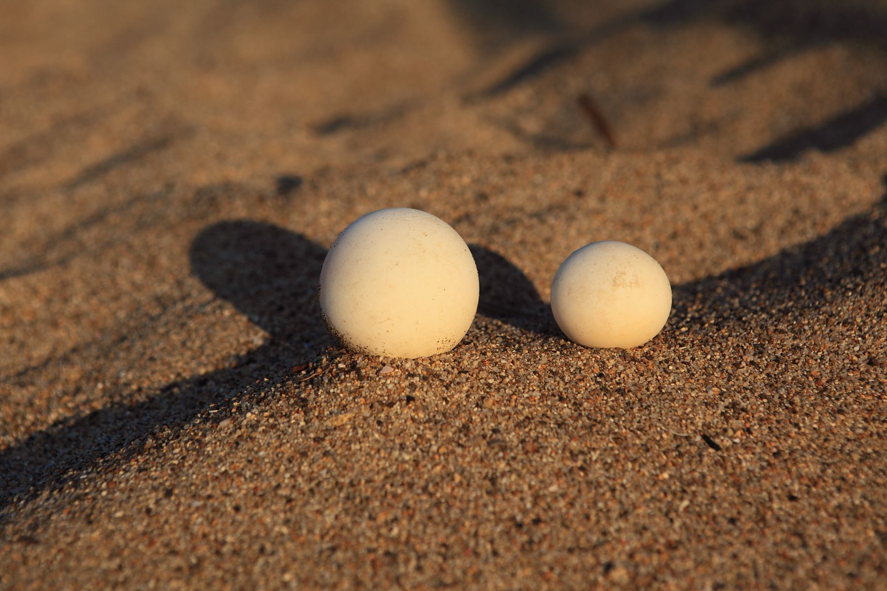Two balls are sitting on top of a pile of sand.