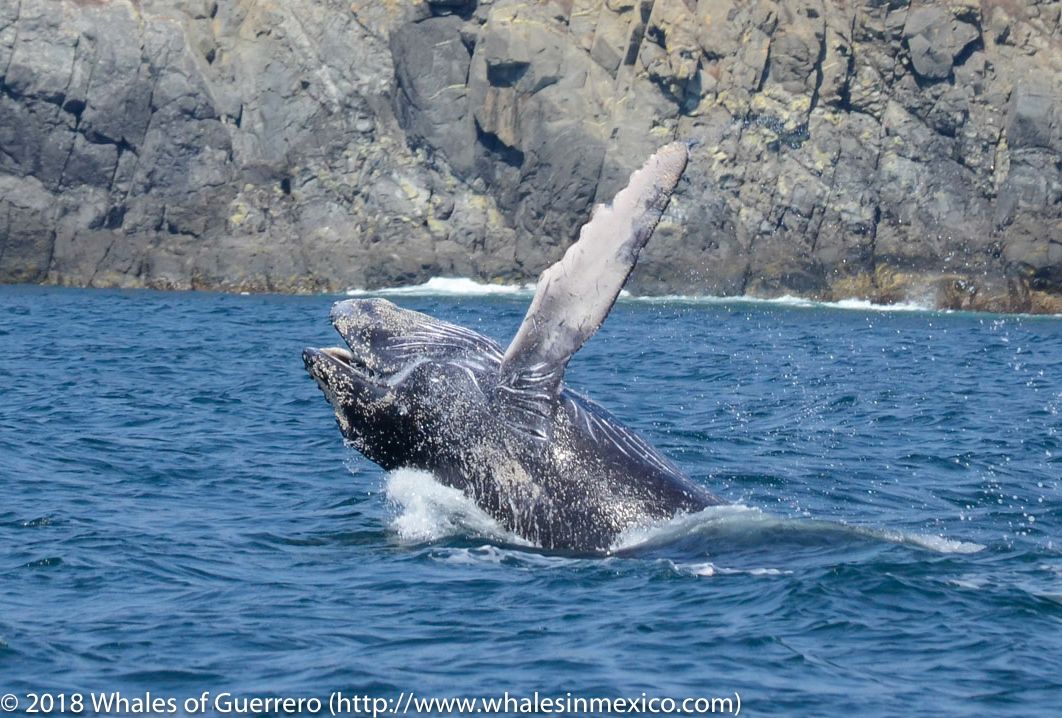 A humpback whale is jumping out of the water.