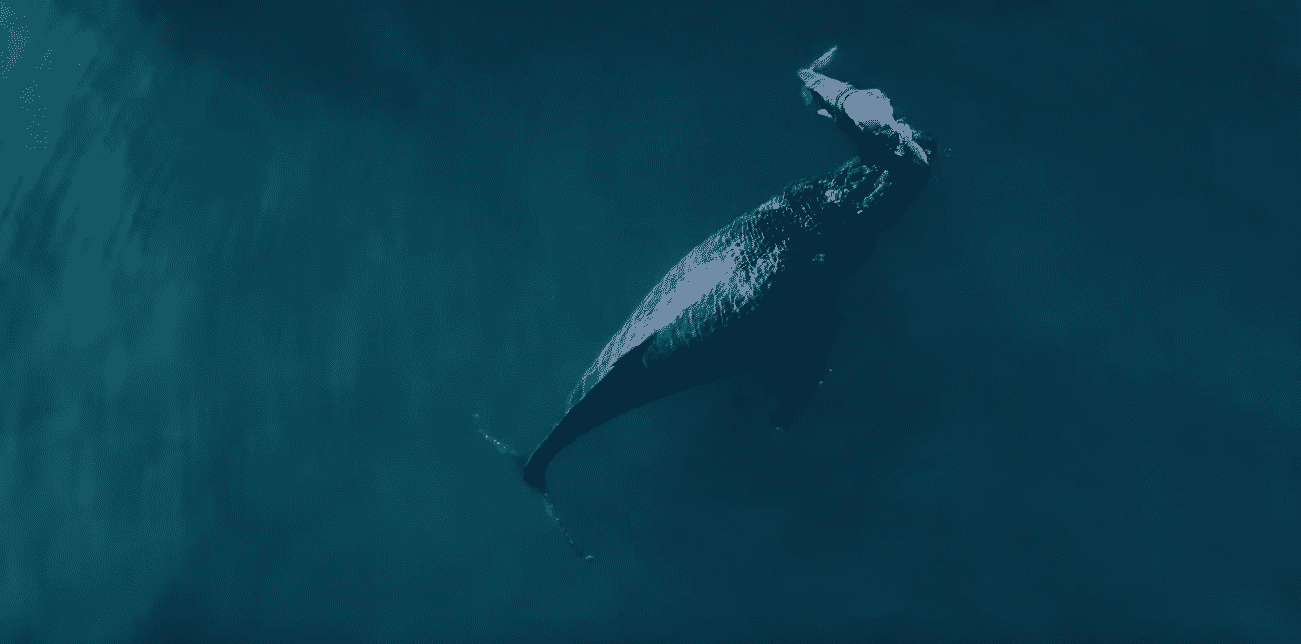 An aerial view of a humpback whale swimming in the ocean.