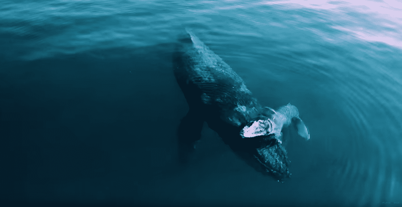 A humpback whale is swimming in the ocean.