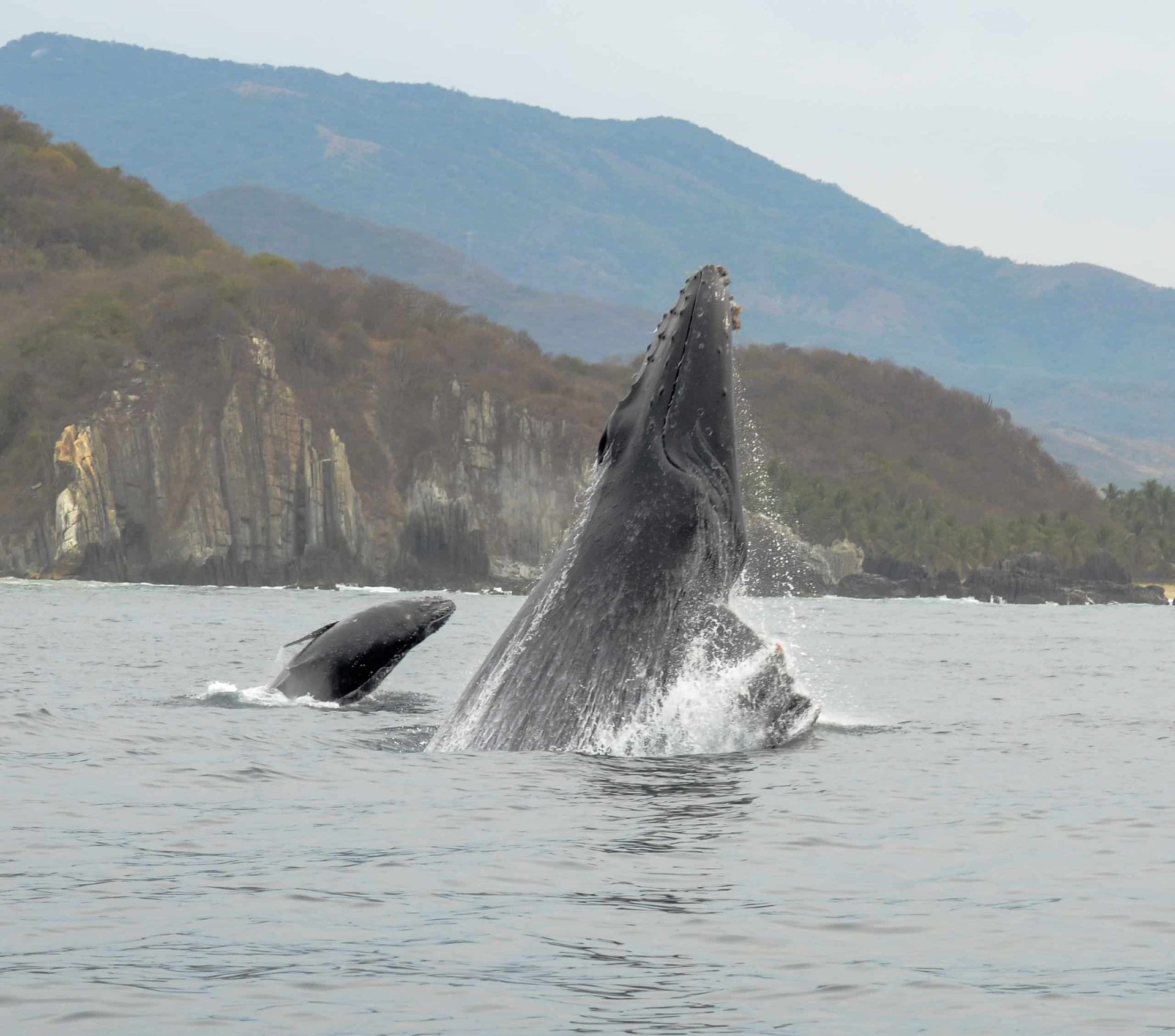 Two humpback whales are swimming in the ocean with mountains in the background