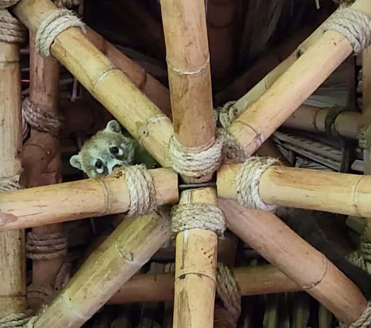 A raccoon is sitting in the middle of a wooden structure