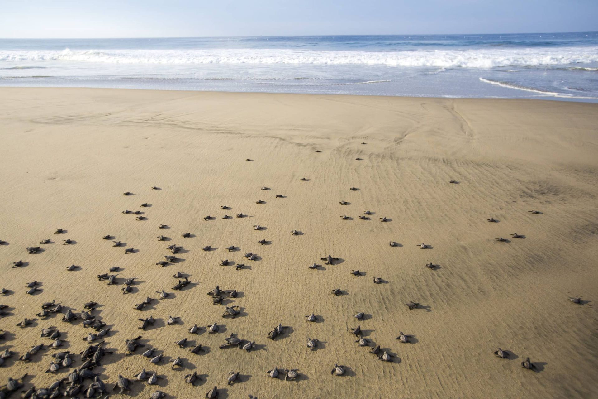 A group of sea turtles are walking on a sandy beach near the ocean.