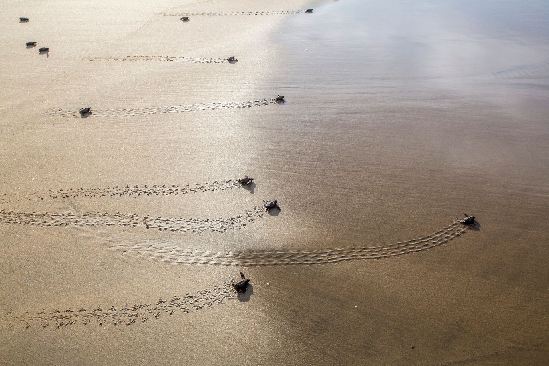 A group of crabs are crawling on a sandy beach.