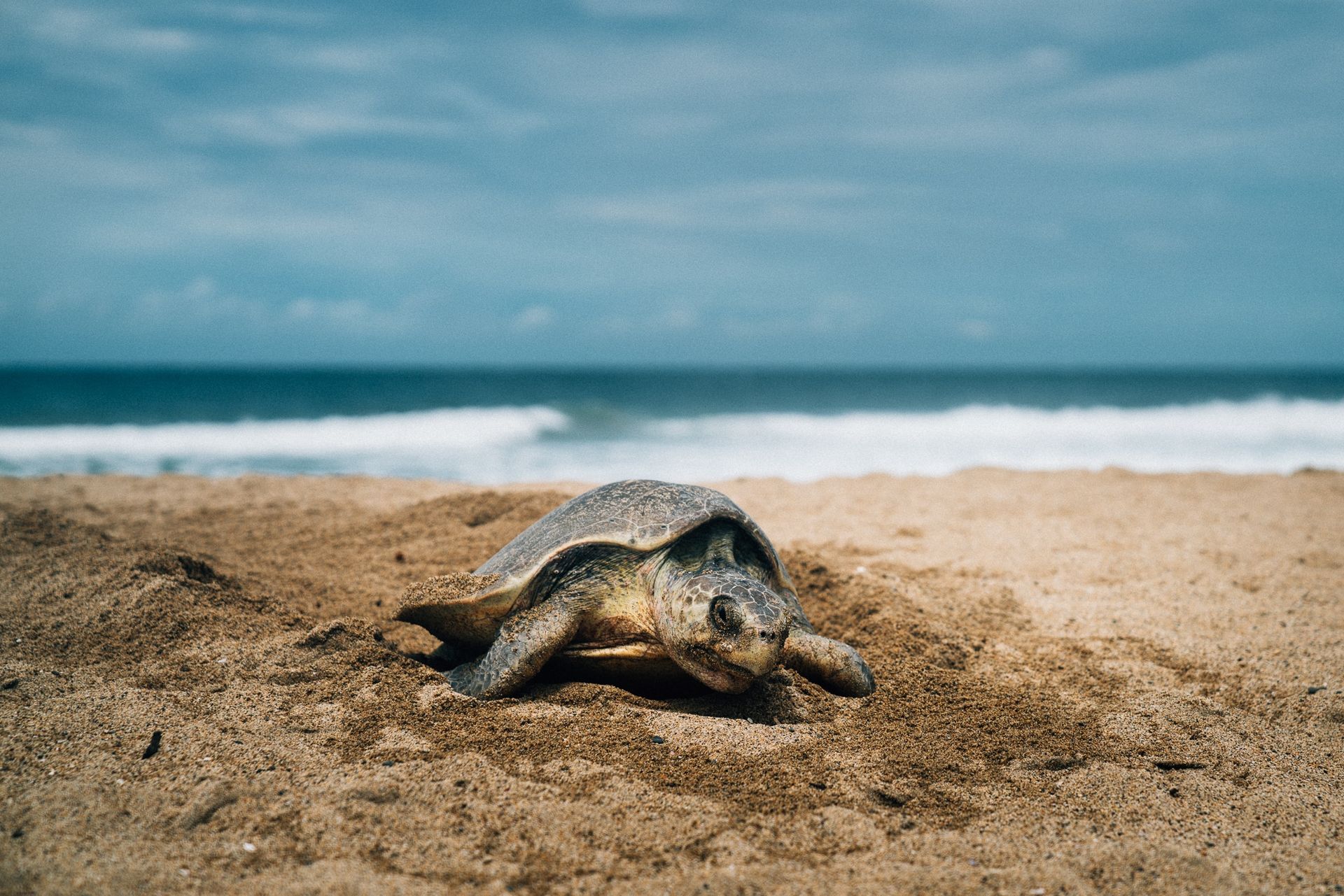 A sea turtle is crawling on the beach near the ocean.