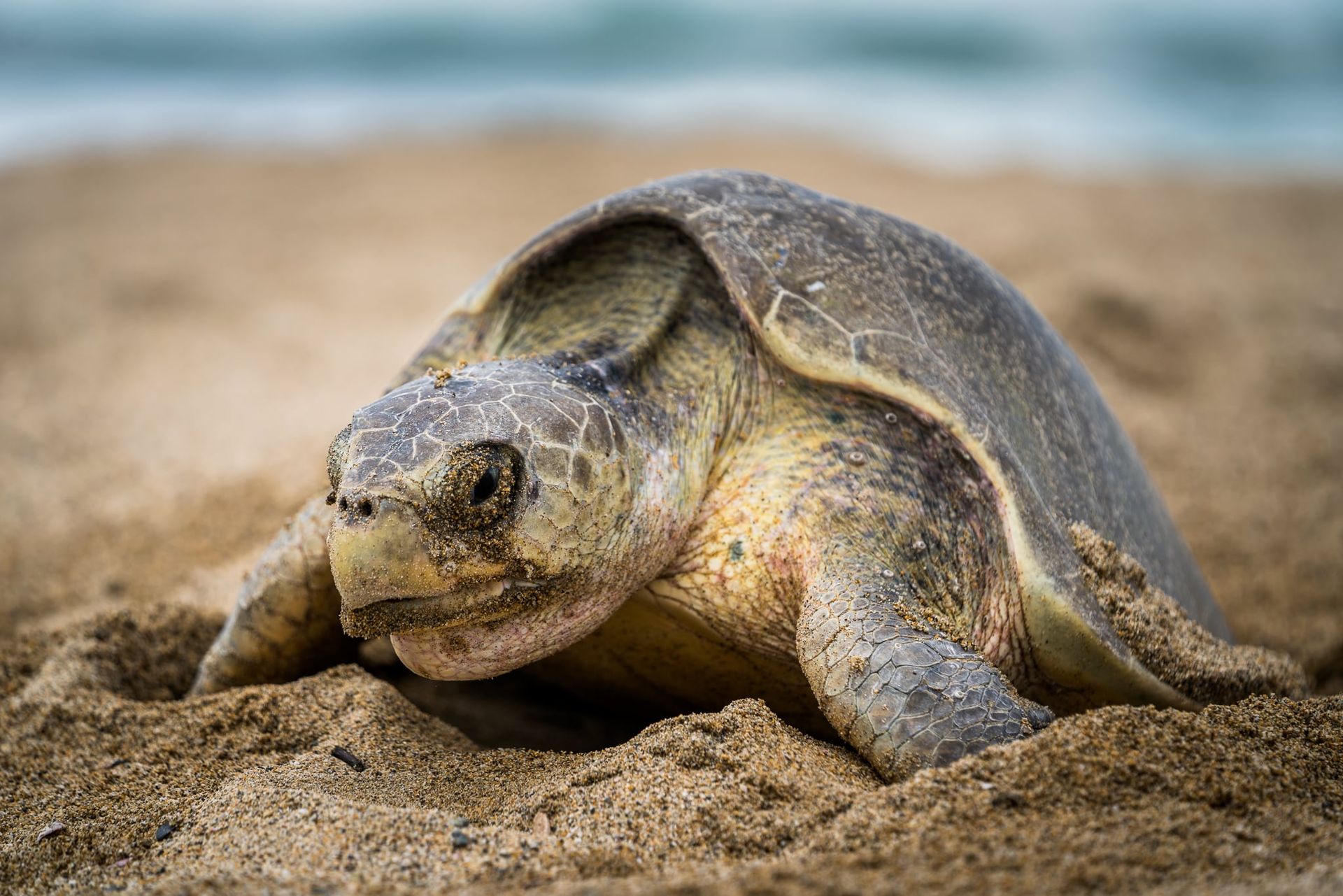 A sea turtle is laying eggs in the sand on a beach.