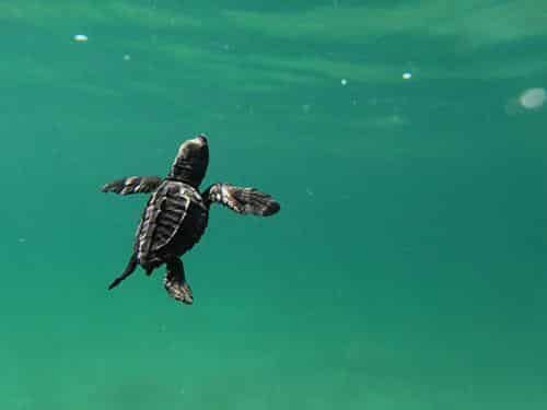 A baby sea turtle is swimming in the ocean.