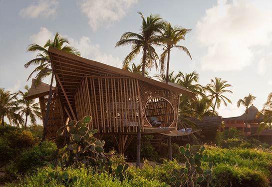 A wooden house is surrounded by palm trees in the middle of a field.